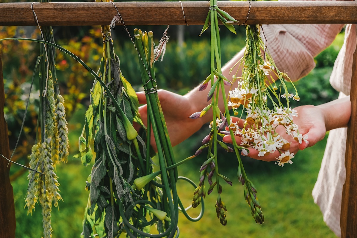 Officinali e aromatiche biologiche, a breve l'avviso per la concessione di contributi