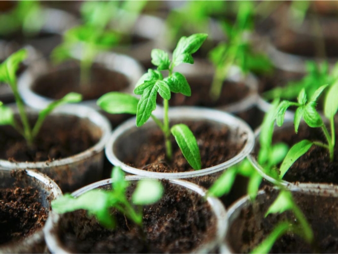 L'uso dei biostimolanti nelle colture orticole - le news di Fertilgest sui fertilizzanti