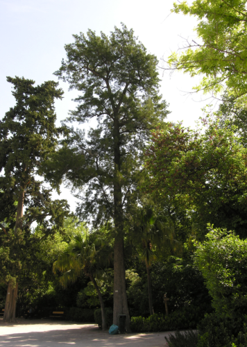 pino-australiano-o-albero-del-ferro-terzo-art-gen-2021-rosato-fonte-universita-trieste-dip-scienze-della-vita