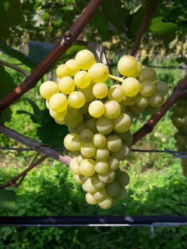 Il Pinot bianco risente negativamente dei cambiamenti climatici in Alto Adige