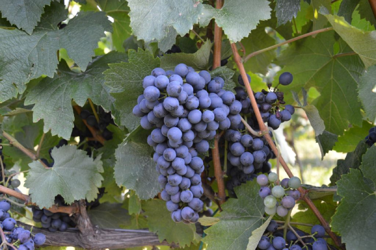 Uno dei vitigni resistenti selezionati dalla Fondazione Edmund Mach