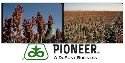 Nuovi sorghi più nutrienti per l'Africa da DuPont Pioneer
