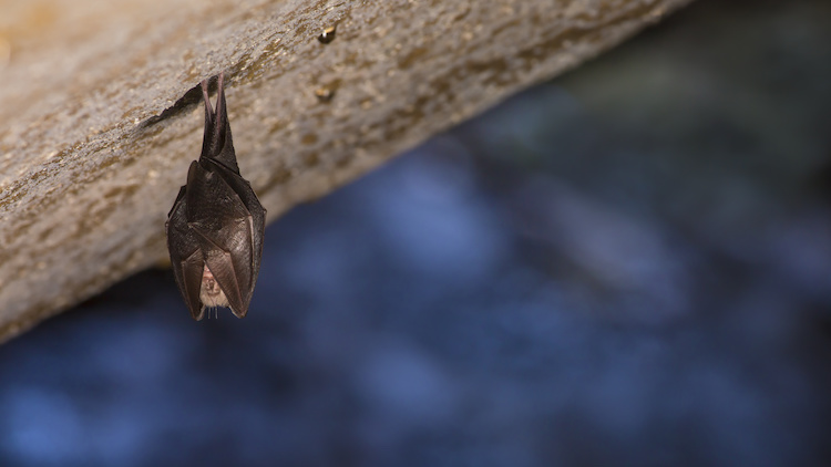 L'Efsa lancia l'allarme sui potenziali rischi dei trattamenti antiparassitari per i pipistrelli