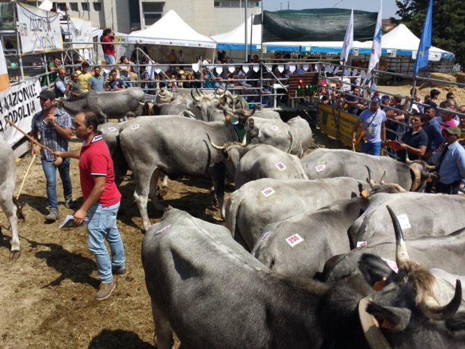 Un momento della mostra del bovino di razza Podolica andata in scena a Matera ad Alleva Expo Sud