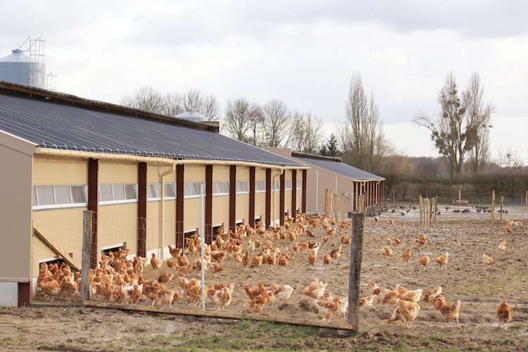Un allevamento industriale di polli: il Mise ha già incluso il territorio su cui gravita la Gam tra le aree in stato di crisi produttiva