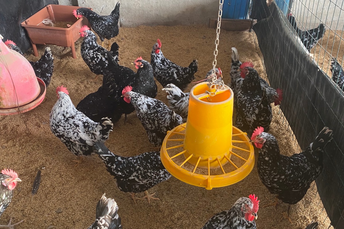 Insetti al posto della soia