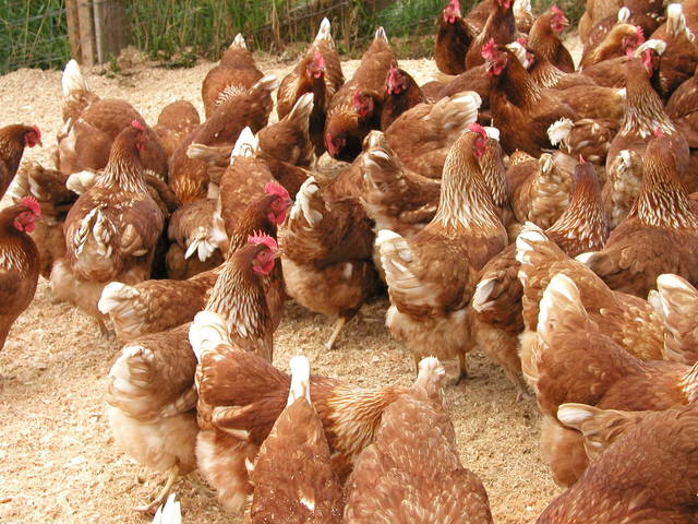Aviaria: proroga etichettatura obbligatoria dei polli