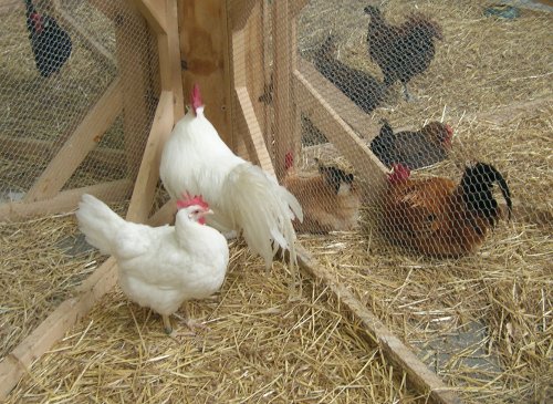 Oggi l'indicazione del metodo di allevamento sulle etichette della carne di pollame è su base volontaria
