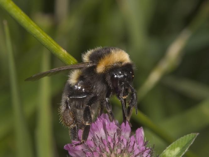 Operation Pollinator, per aumentare gli insetti impollinatori in Europa 