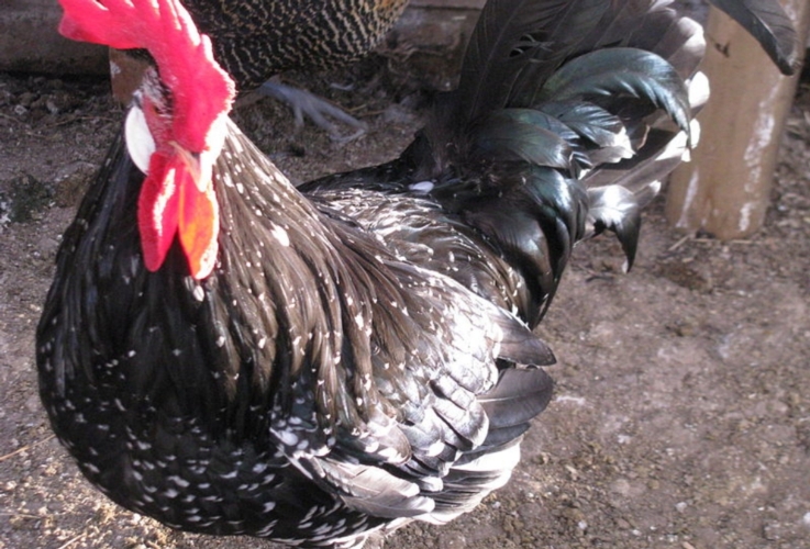 Un esemplare di pollo razza Ancona, una delle razze ammesse a contributo dal bando