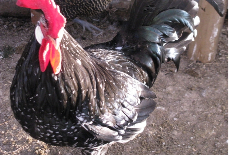 Un esemplare di pollo razza Ancona, una delle razze a rischio erosione genetica nel Lazio