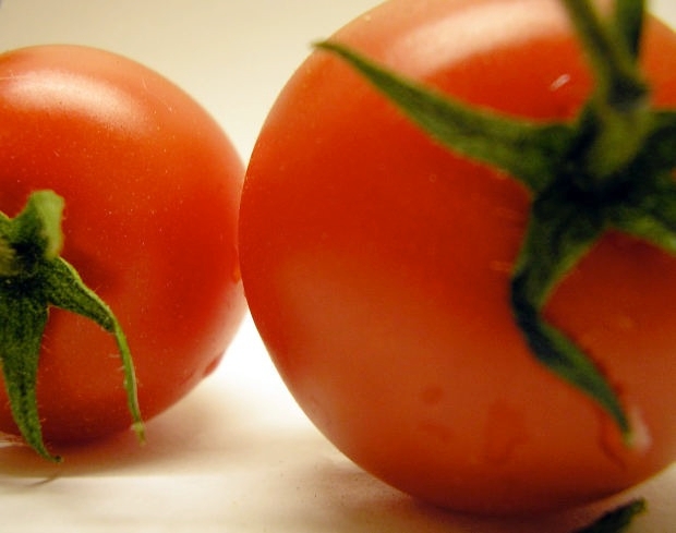 Il pomodoro comunemente coltivato si è mostrato meno resistente allo stress di quello selvatico