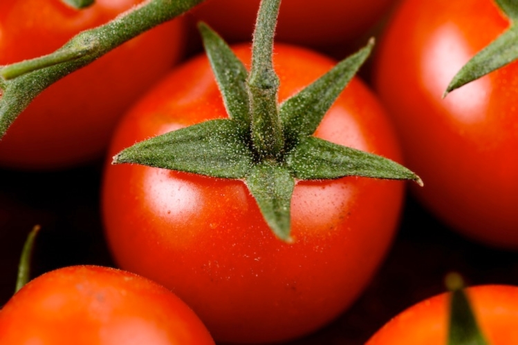 900 quintali per ettaro è la stima della produzione media di pomodoro da industria nel 2014