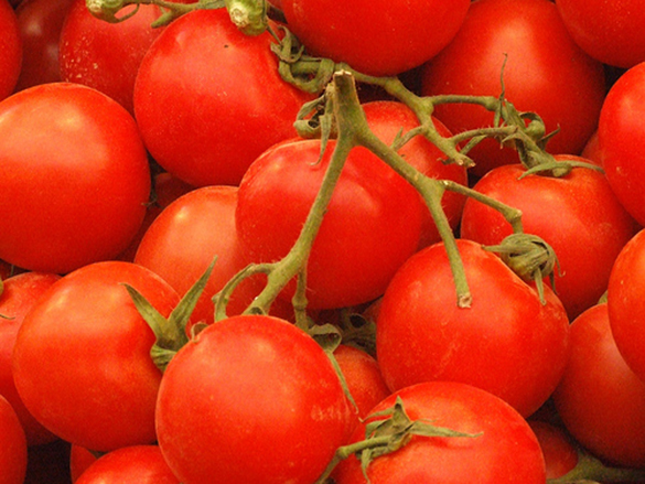Produzione pomodoro 2012 a rischio