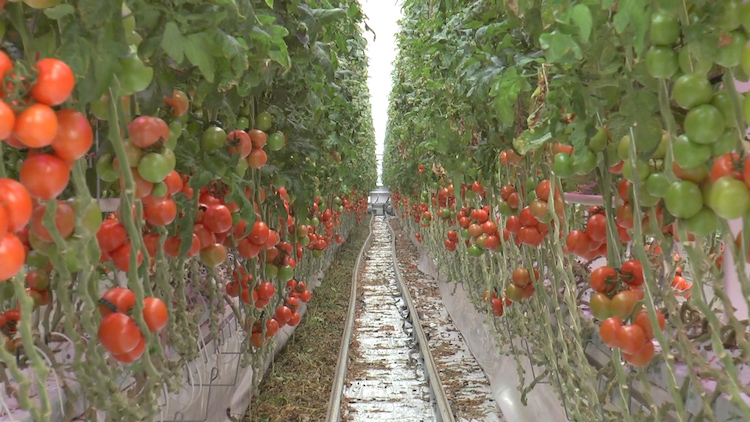 All'interno delle serre si coltivano, per ora, pomodori a grappolo