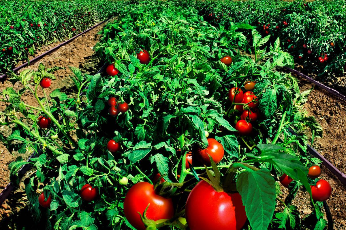 Il trapianto del pomodoro da industria porta diversi vantaggi all'agricoltore