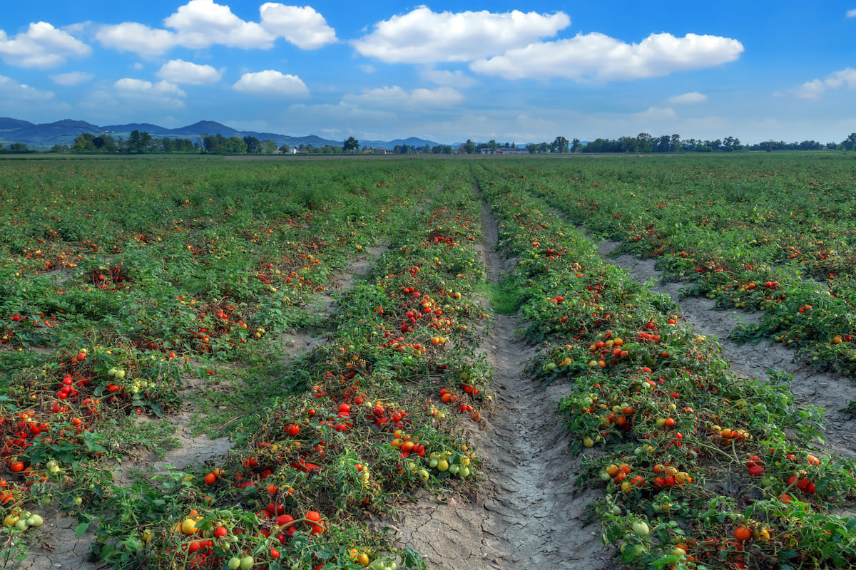 pomodoro-da-industria-campi-di-pomodori-orticoltura-by-ivan-kmit-adobe-stock-1200x800.jpeg