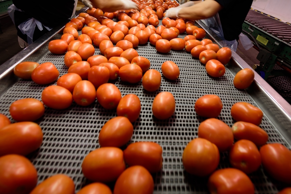 Per il presidente della Oi del Centro Nord Giuseppe Romanini, bisogna investire in ricerca varietale per fronteggiare i cambiamenti del clima che incidono negativamente sulla produzione primaria (Foto di archivio)