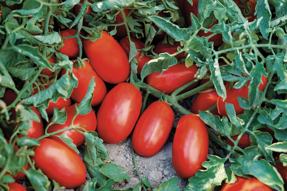 Fantix è la nuova varietà di pomodoro apprezzata per le rese elevate, frutti di buona pezzatura e ottima tenuta di quest'ultimi anche in condizioni difficili