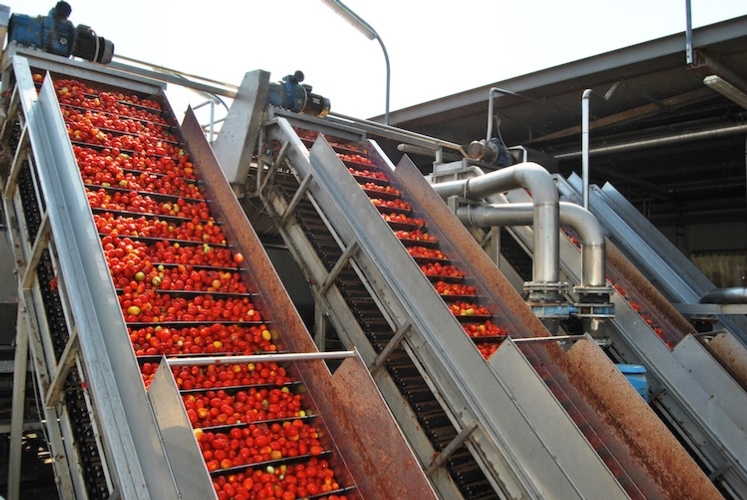 Un momento della lavorazione dei pomodori da industria
