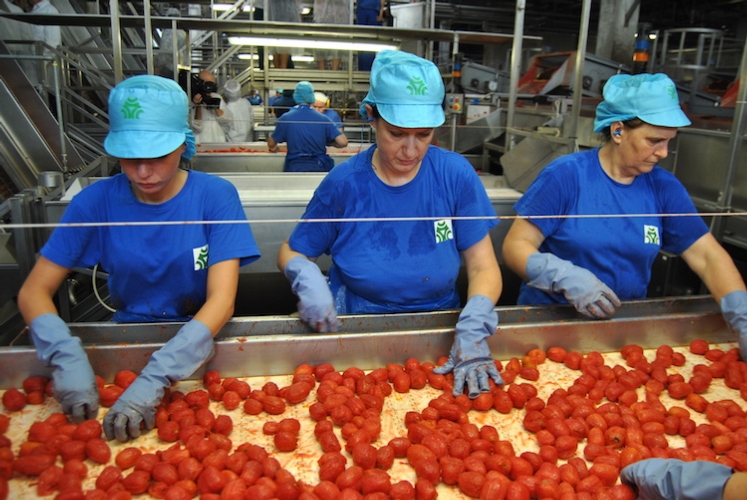 pomodoro-da-industria-lavorazione-in-stabilimento-fonte-oi-pomodoro-industria-nord-italia.jpg