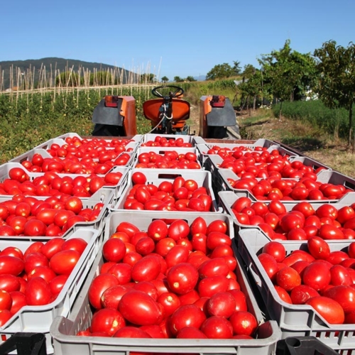 Il protocollo Cifo per il pomodoro da industria prevede l'impiego di 3 specialità in azione sinergica