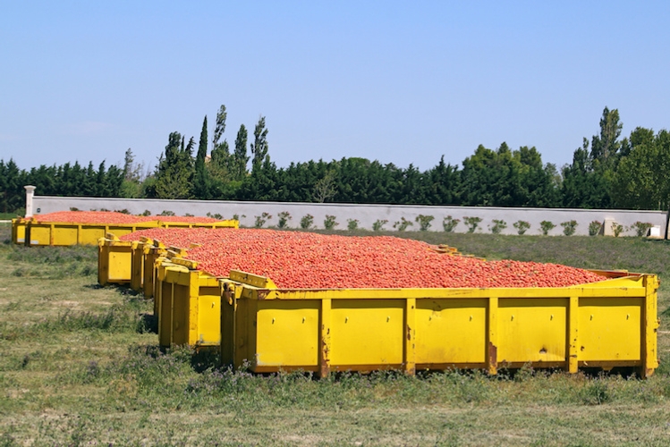 pomodoro-industria-pomodori-by-illustrez-vous-fotolia-750.jpeg