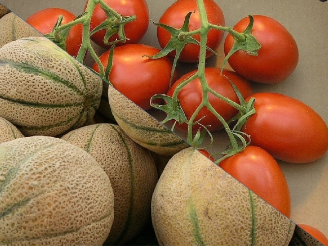 Meloni e pomodori a crescita determinata