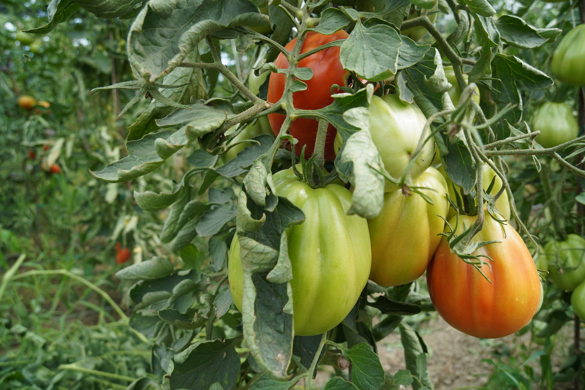 Il caldo causa nel pomodoro problemi di colorazione, produzione di licopene e diseccamenti
