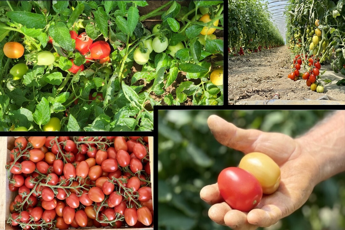 Pomodoro, una nutrizione completa ed efficace con la gamma di fertilizzanti Unimer