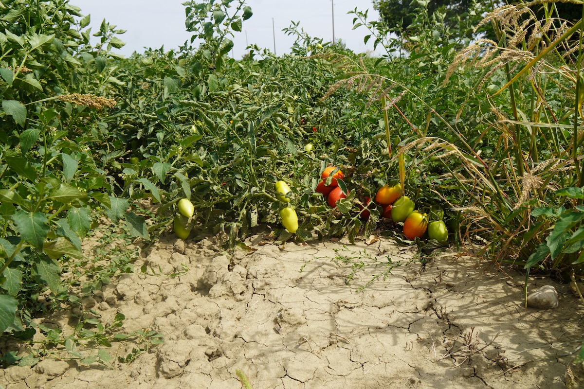 Cambiamenti climatici e produzione di pomodoro
