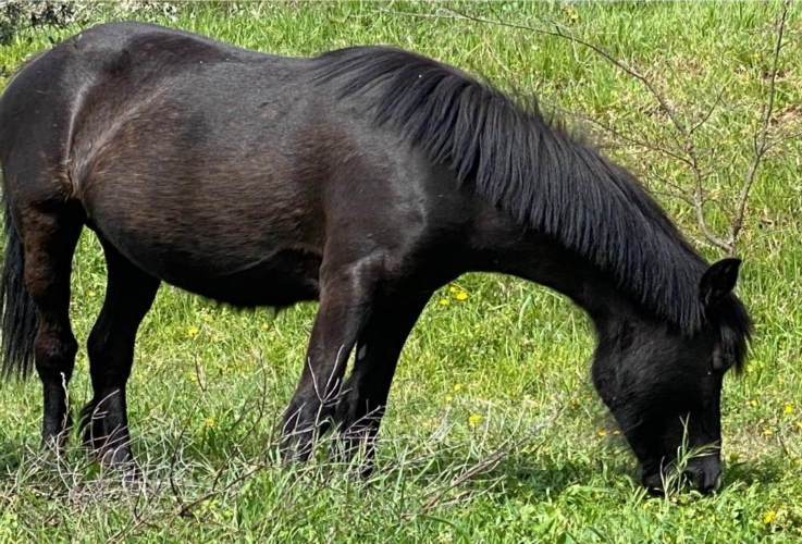 Un esemplare di pony di Esperia