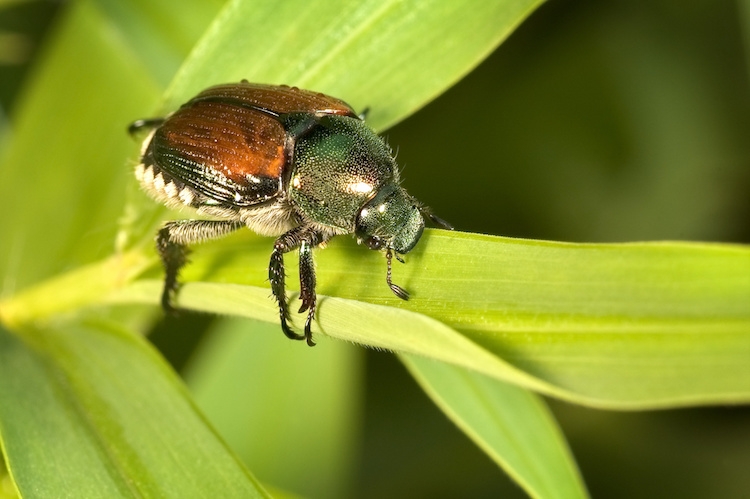 Nel luglio scorso l'insetto è stato individuato in Emilia Romagna, fuori dall'area originaria di infestazione (Foto di archivio)
