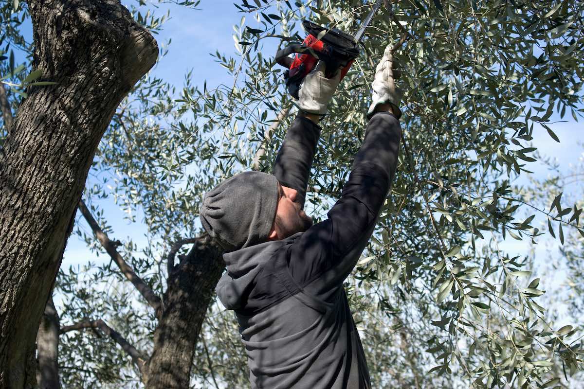 La potatura dell'olivo a sostegno della resilienza idrica