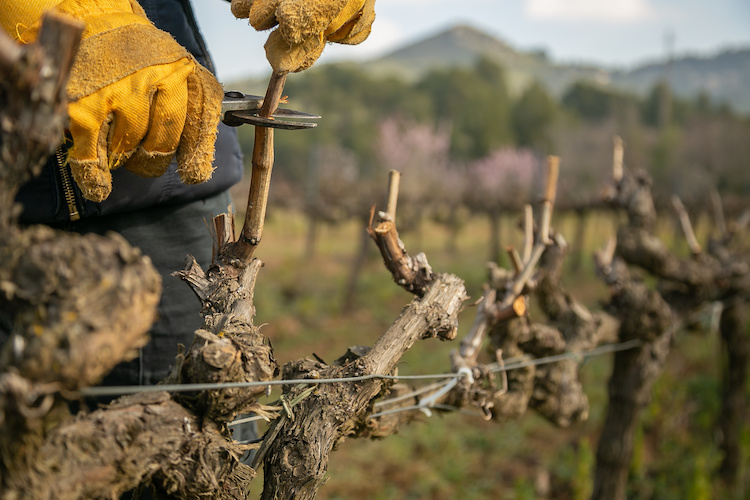 La potatura delle vigne è un'operazione fondamentale perchè pone le basi per la produzione futura (Foto di archivio)