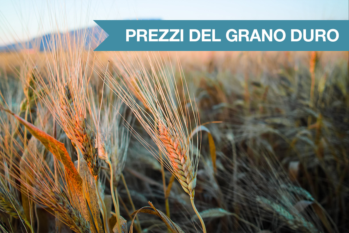 Il Ministero dell'Agricoltura del Canada esorta gli agricoltori ad aumentare le superfici investite a grano duro. In Italia prezzi all'origine stabili