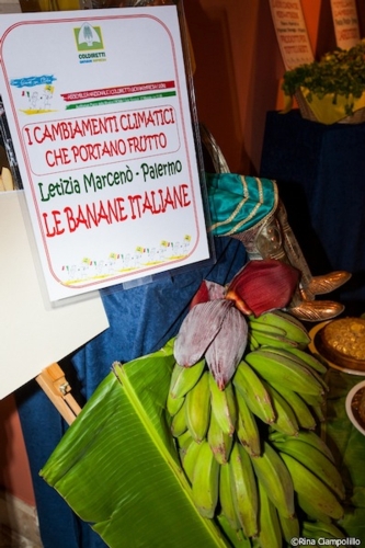 Le prime banane coltivate in Italia presentate all'assemblea di Coldiretti Giovani Impresa