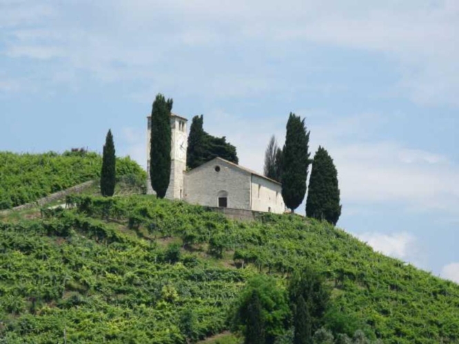 prosecco-vigne-col-san-martino-by-mesfet-wikipedia-jpg.jpg