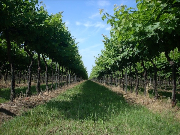 Prosecco, un vitigno in provincia di Treviso 