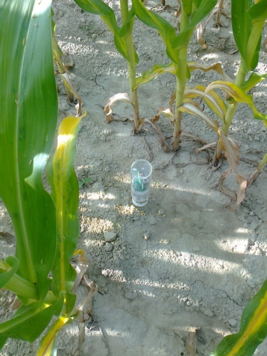 Un prototipo del Fertimetro.1 in una coltivazione di mais