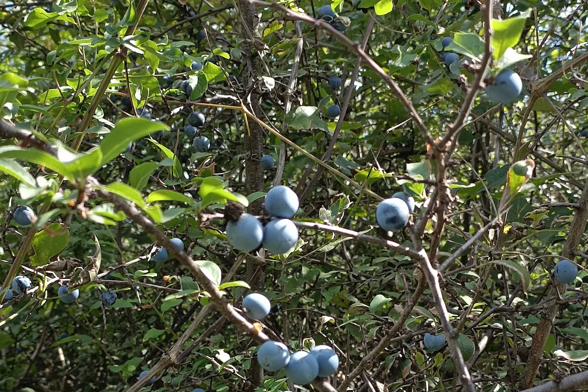 Cespuglio di Prunus spinosa
