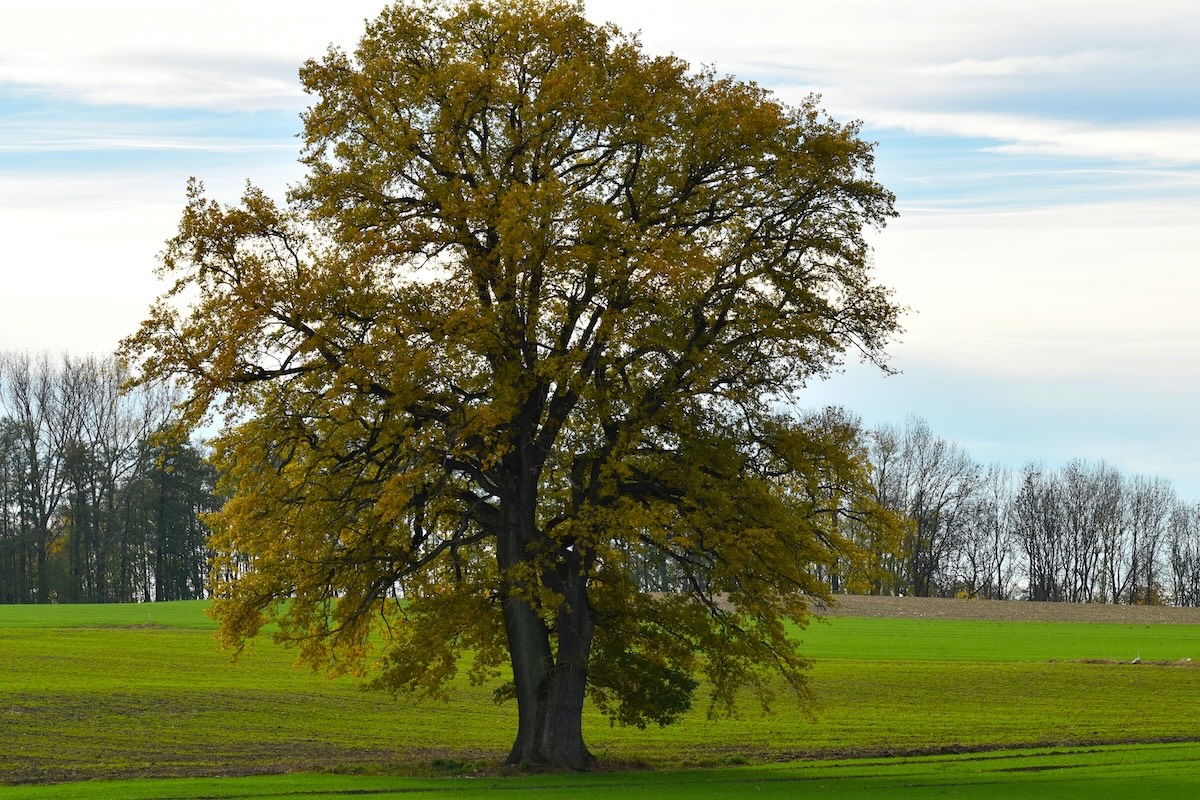 Le querce sono tra le specie più diverse fra quelle forestali