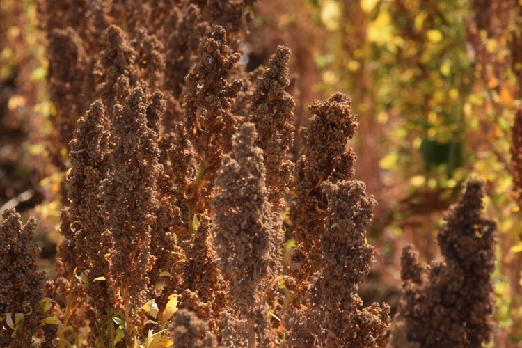 50 semi-sementi-rendimento ricchi rarità! Quinoa Carmen 