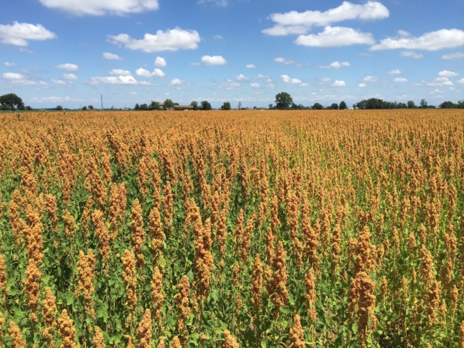 Quinoa, grano saraceno, chia e amaranto sono quattro pseudocereali su cui si sta concentrando l'attenzione dei consumatori
