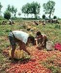 Bene ingressi dei lavoratori, molti in agricoltura