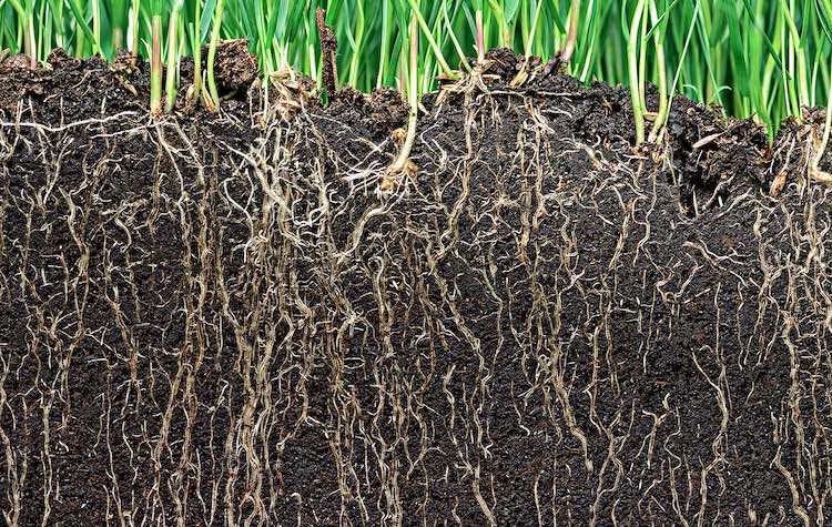 Il suolo è un sistema complesso dove si realizzano numerose interazioni tra le radici della pianta, i micro e macrorganismi e le sostanze presenti nel suolo stesso