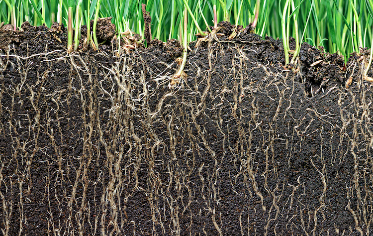 Le radici producono importanti ormoni, indispensabili per l'accrescimento delle parti aeree della pianta (Foto di archivio)