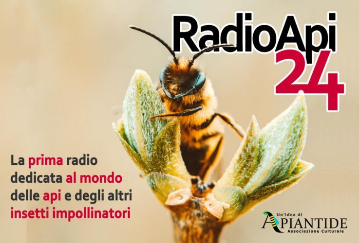 Il logo di Radio Api24