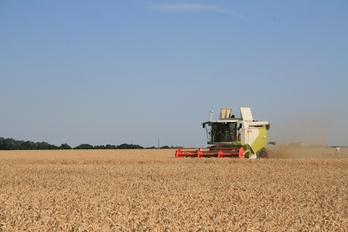 Nuovo record di produzione del grano tenero: 16,5 tonnellate per ettaro