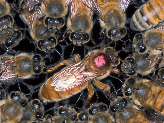 Un'ape regina di sottospecie ligustica su un favo